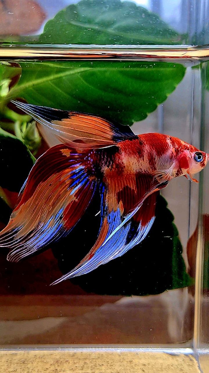 VEILTAIL ORANGE NEMO KOI MULTICOLOR BETTA FISH