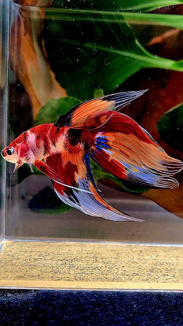 VEILTAIL ORANGE NEMO KOI MULTICOLOR BETTA FISH