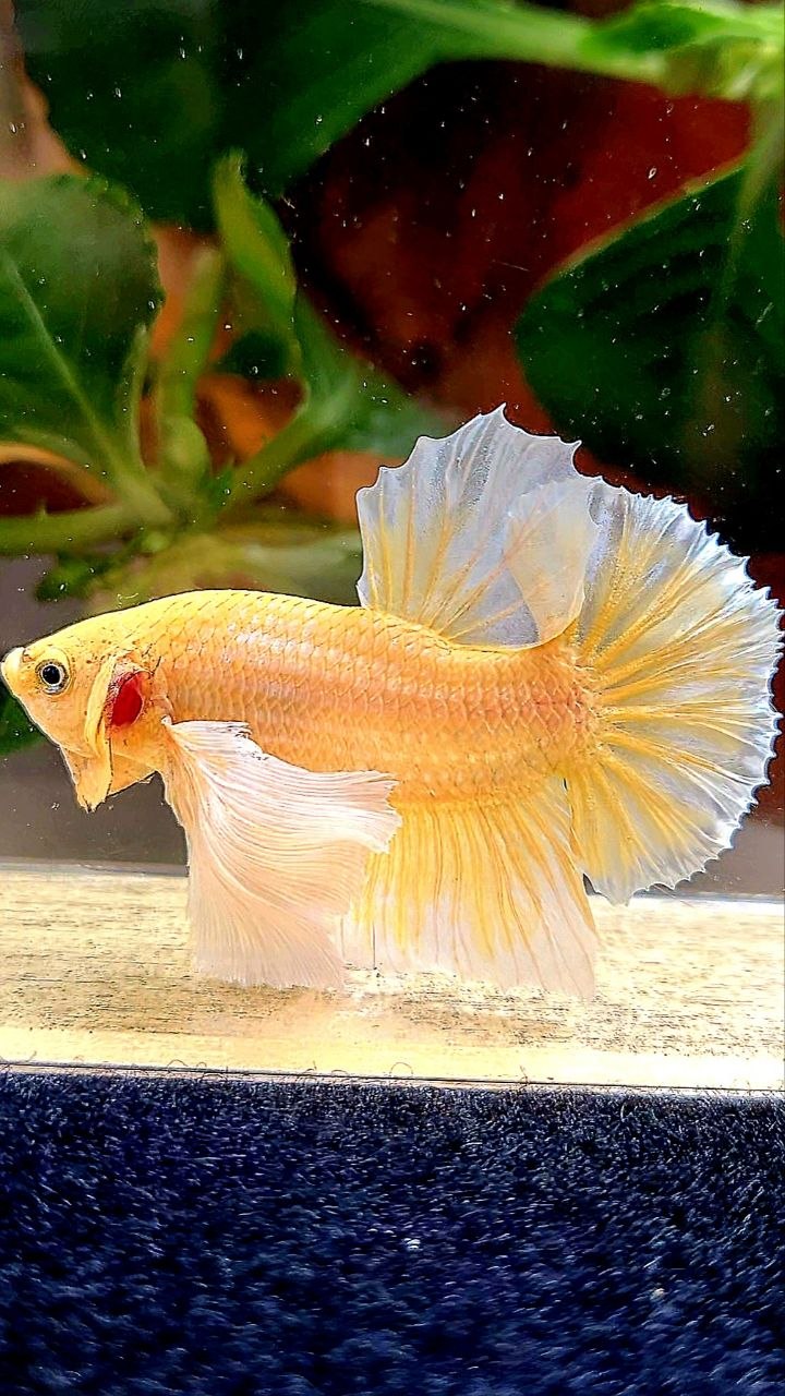 PLAKAT DUMBO EAR GOLD BUTTERFLY BETTA FISH