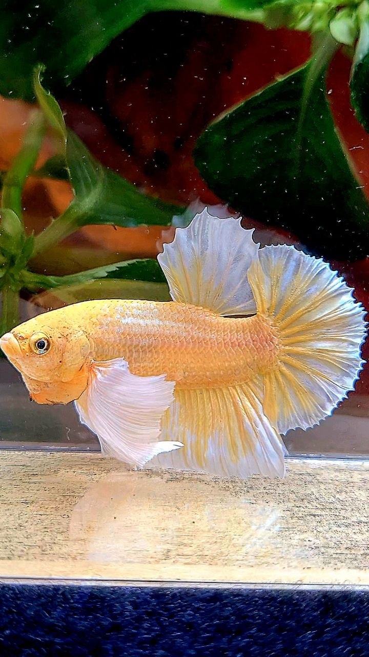 PLAKAT DUMBO EAR GOLD BUTTERFLY BETTA FISH