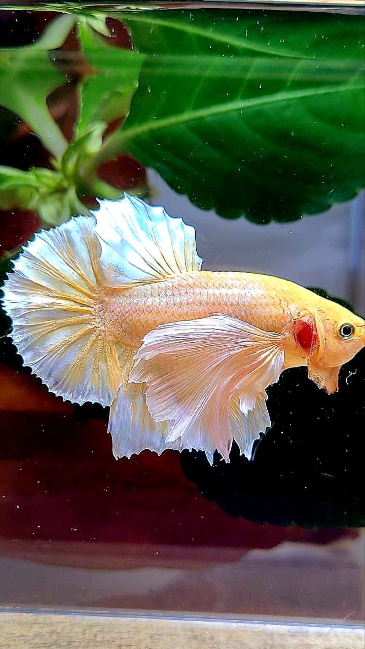 PLAKAT DUMBO EAR GOLD BUTTERFLY BETTA FISH