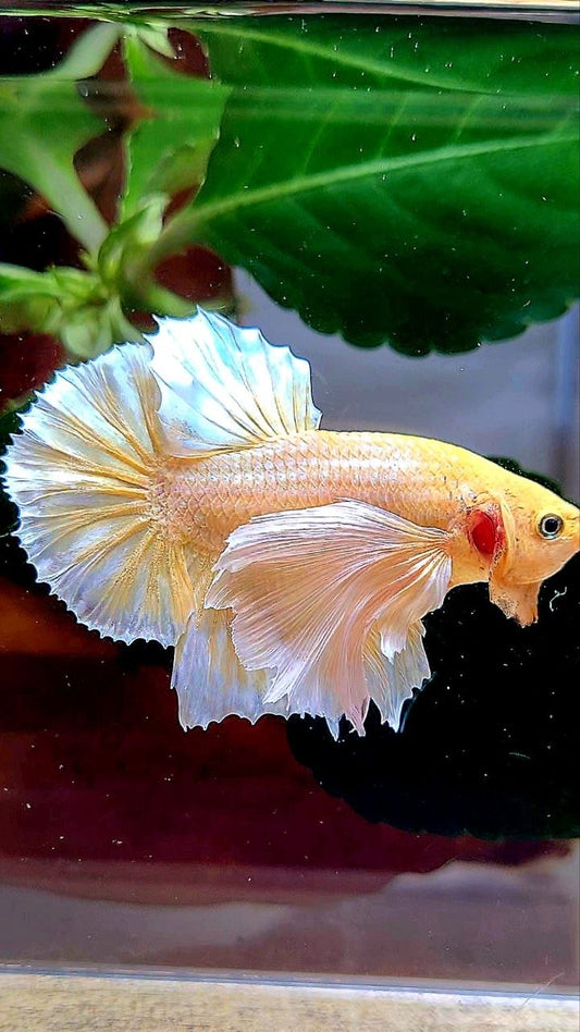 PLAKAT DUMBO EAR GOLD BUTTERFLY BETTA FISH