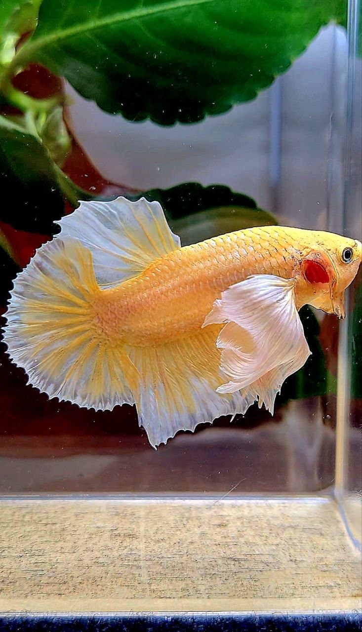 PLAKAT DUMBO EAR GOLD BUTTERFLY BETTA FISH