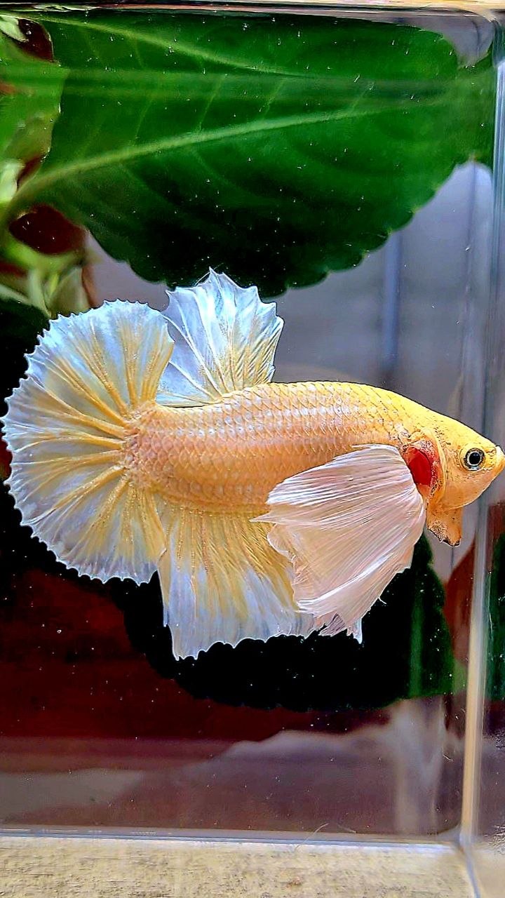 PLAKAT DUMBO EAR GOLD BUTTERFLY BETTA FISH
