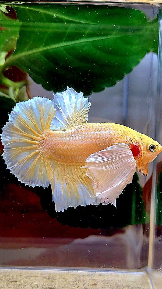 PLAKAT DUMBO EAR GOLD BUTTERFLY BETTA FISH