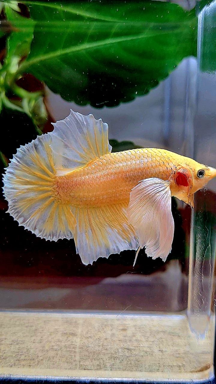 PLAKAT DUMBO EAR GOLD BUTTERFLY BETTA FISH