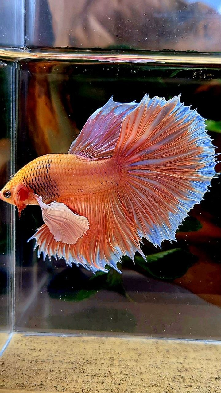 HALFMOON DUMBO EAR ORANGE PINEAPPLE BETTA FISH