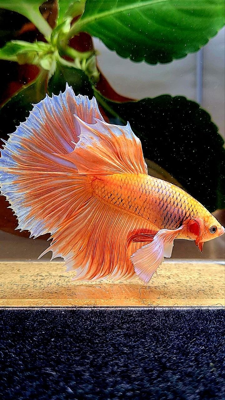 HALFMOON DUMBO EAR ORANGE PINEAPPLE BETTA FISH