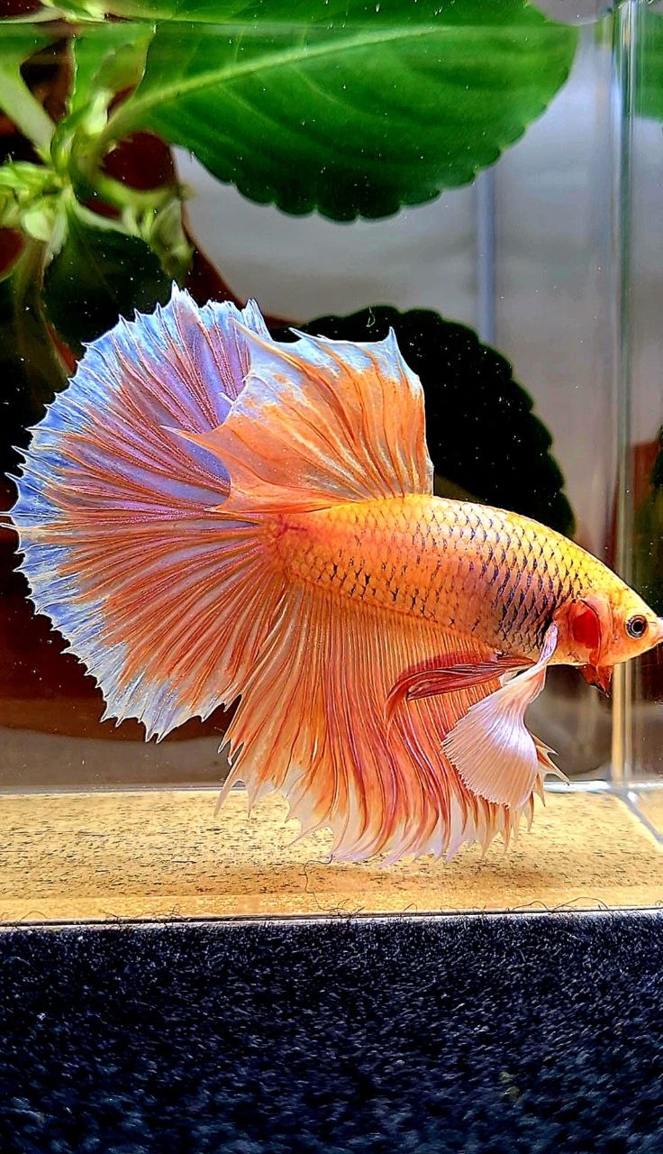 HALFMOON DUMBO EAR ORANGE PINEAPPLE BETTA FISH