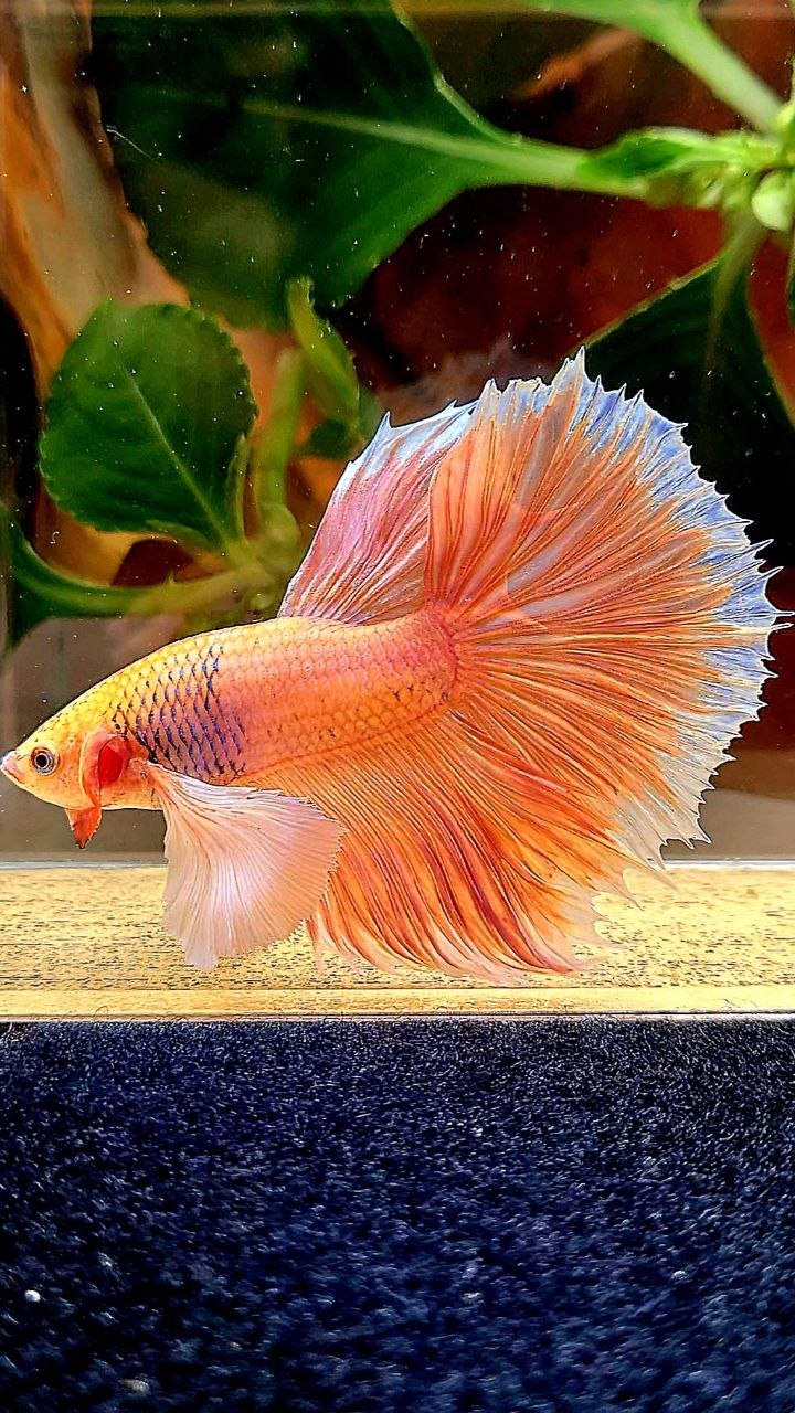 HALFMOON DUMBO EAR ORANGE PINEAPPLE BETTA FISH