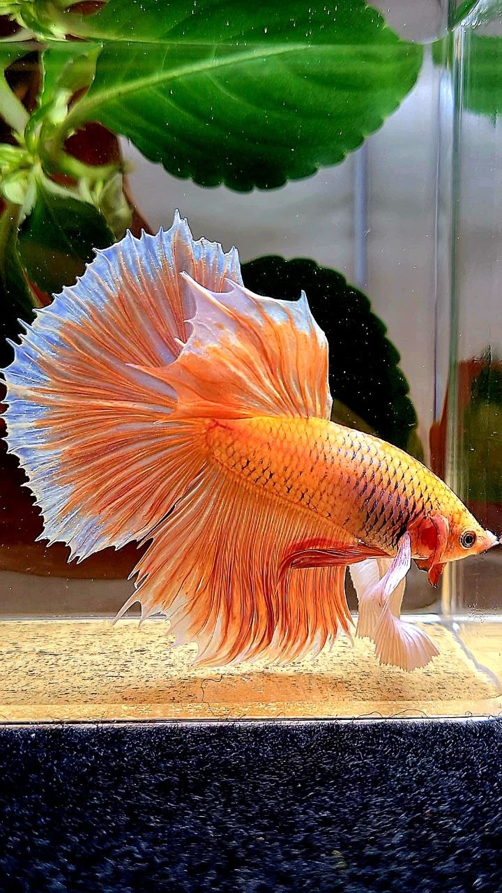 HALFMOON DUMBO EAR ORANGE PINEAPPLE BETTA FISH