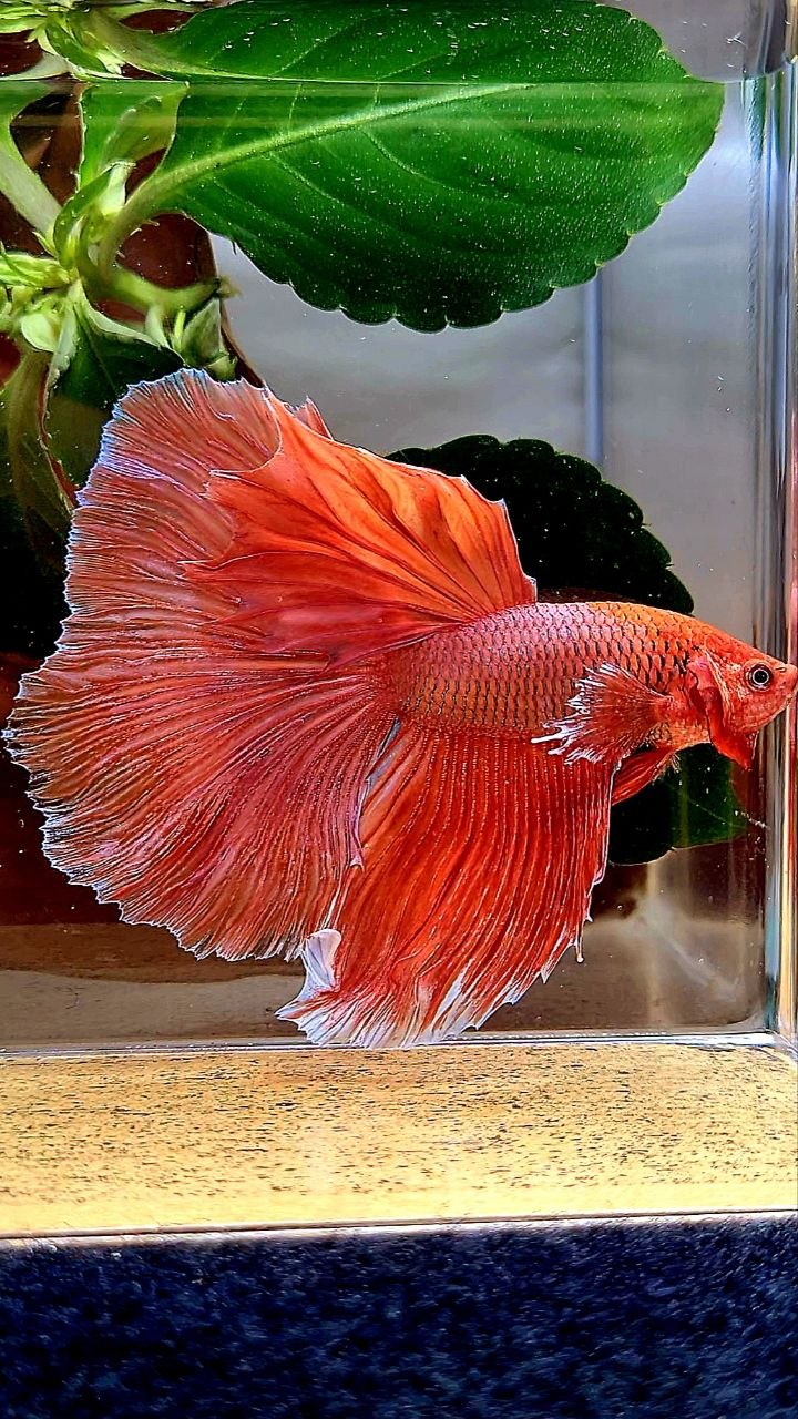 HALFMOON ORANFE PINEAPPLE BETTA FISH