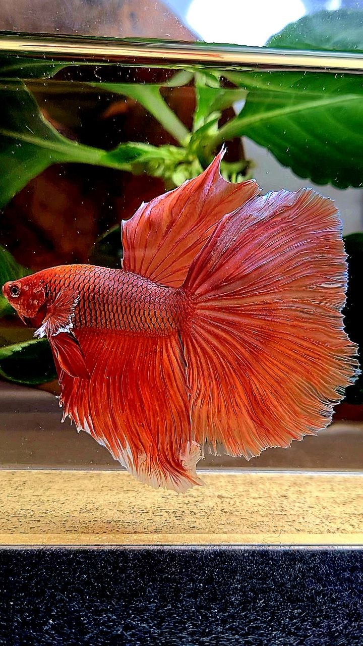 HALFMOON ORANFE PINEAPPLE BETTA FISH