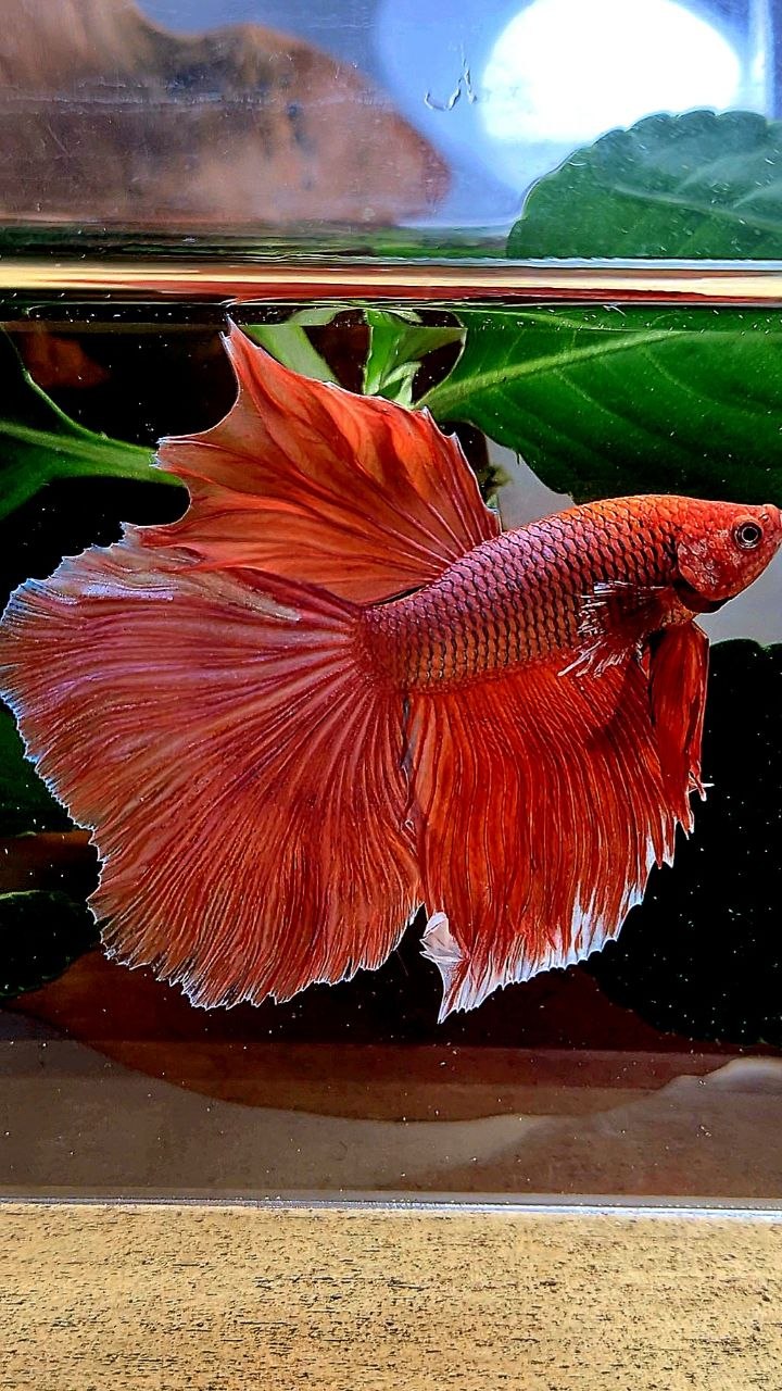 HALFMOON ORANFE PINEAPPLE BETTA FISH