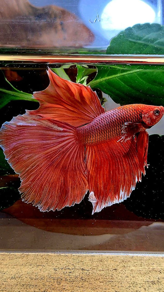 HALFMOON ORANFE PINEAPPLE BETTA FISH