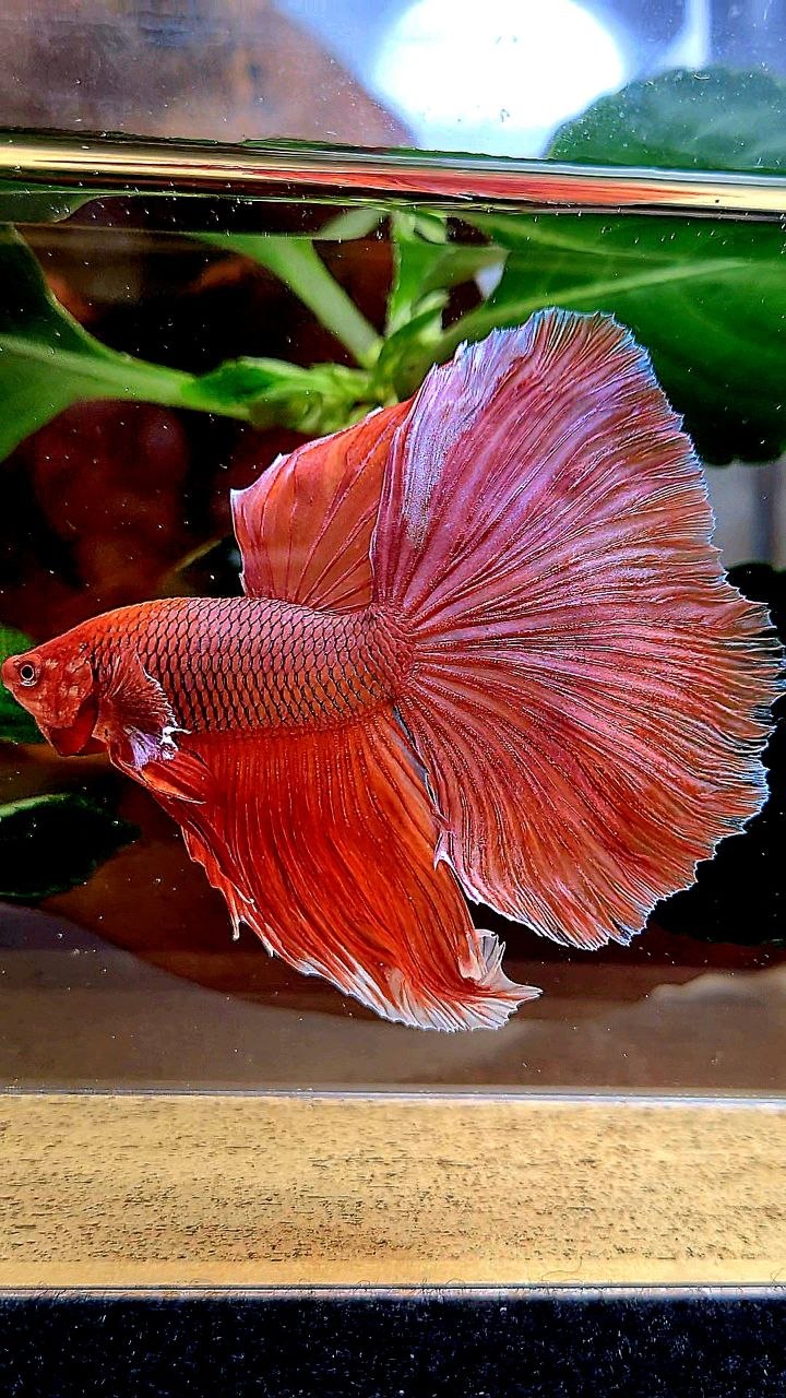 HALFMOON ORANFE PINEAPPLE BETTA FISH