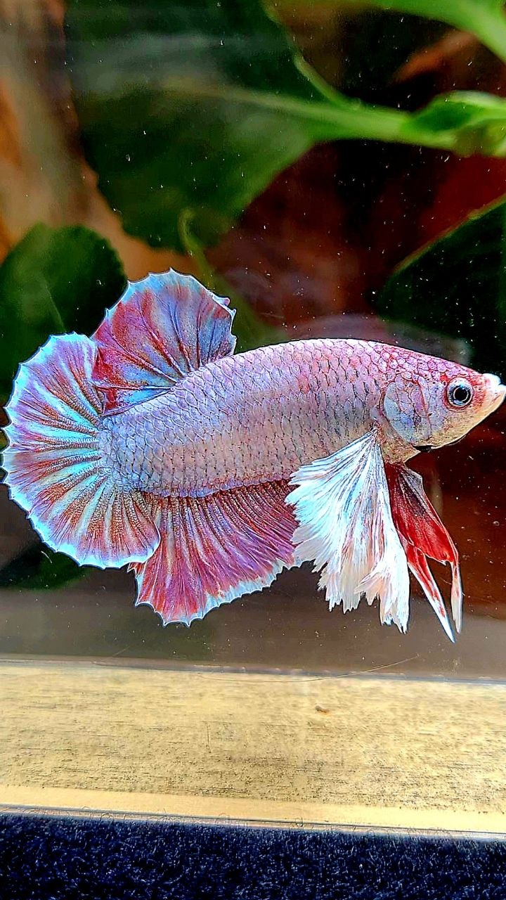PLAKAT SUPER DUMBO EAR UNICORN BETTA FISH