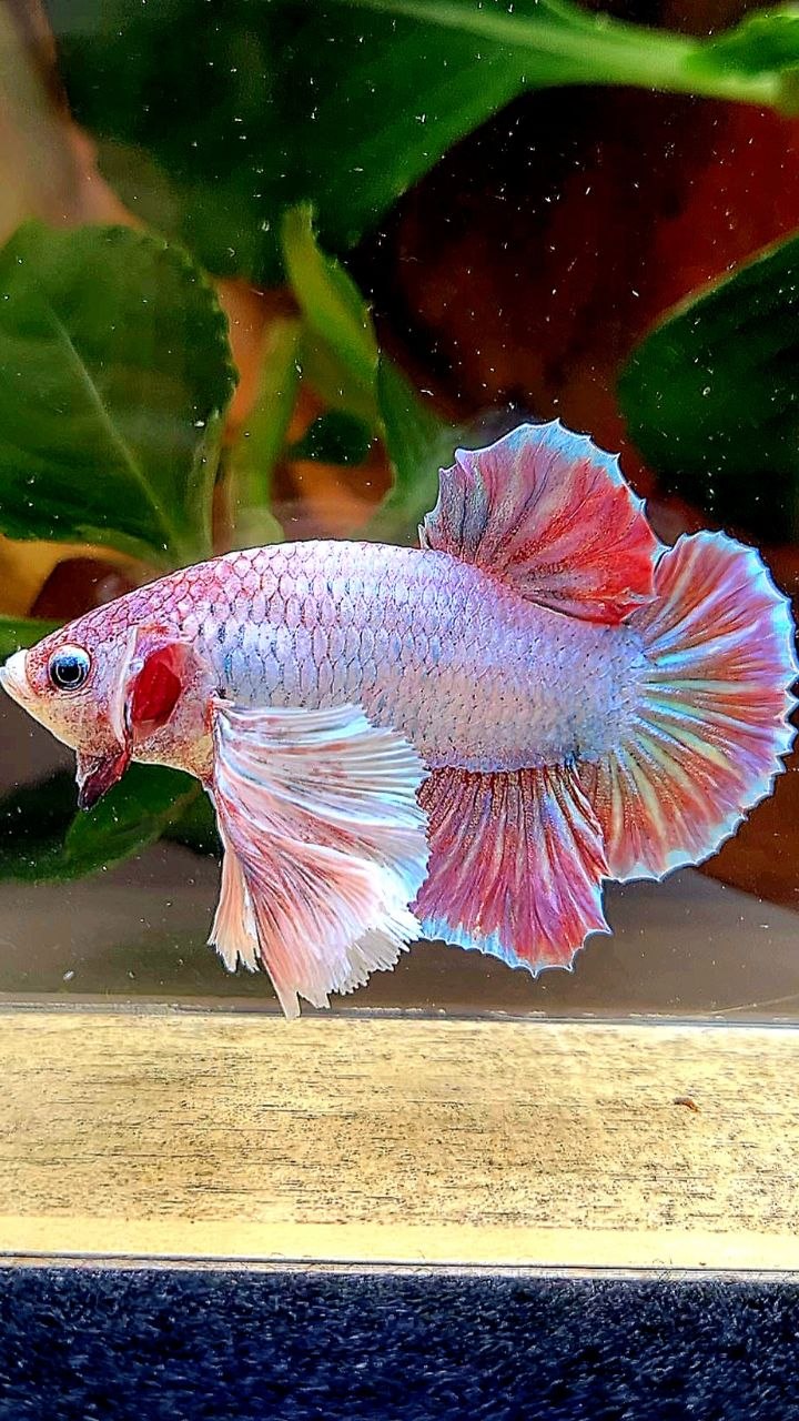 PLAKAT SUPER DUMBO EAR UNICORN BETTA FISH
