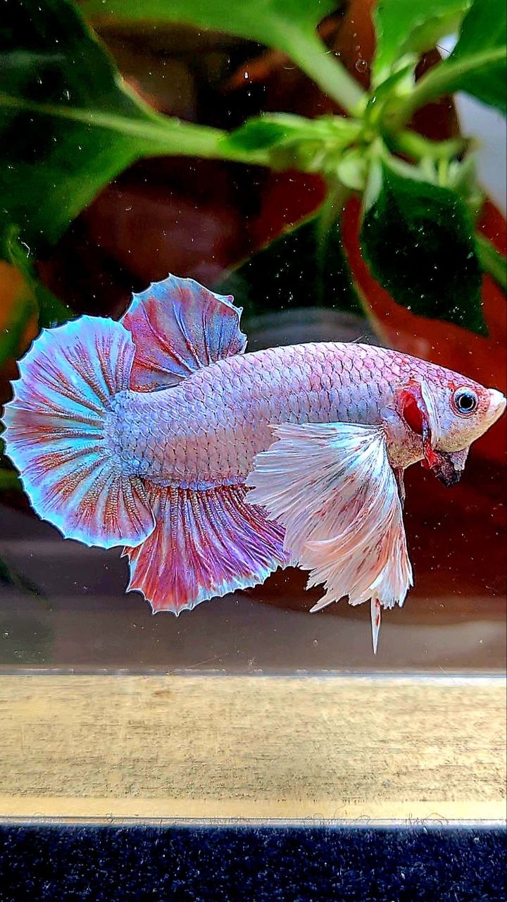 PLAKAT SUPER DUMBO EAR UNICORN BETTA FISH