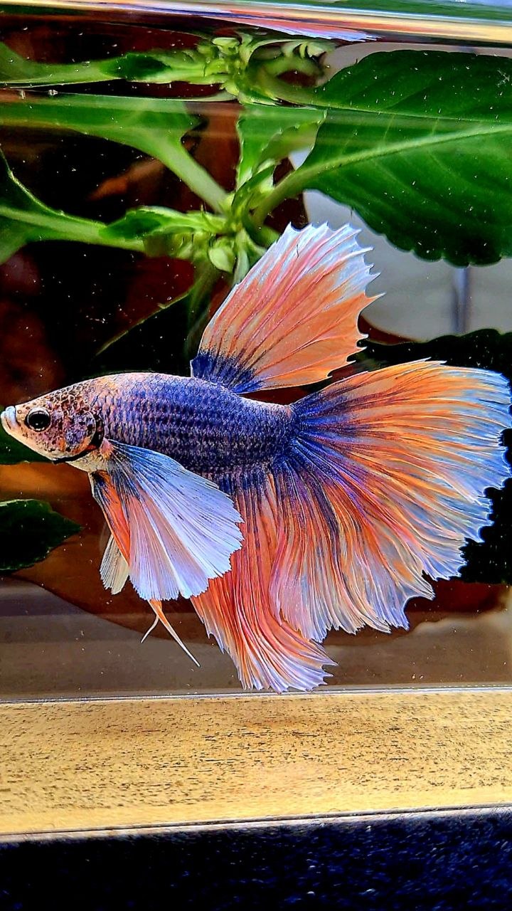 HALFMOON SUPER DUMBO EAR ROSETAIL BLUE ORANGE MASCOT BETTA FISH