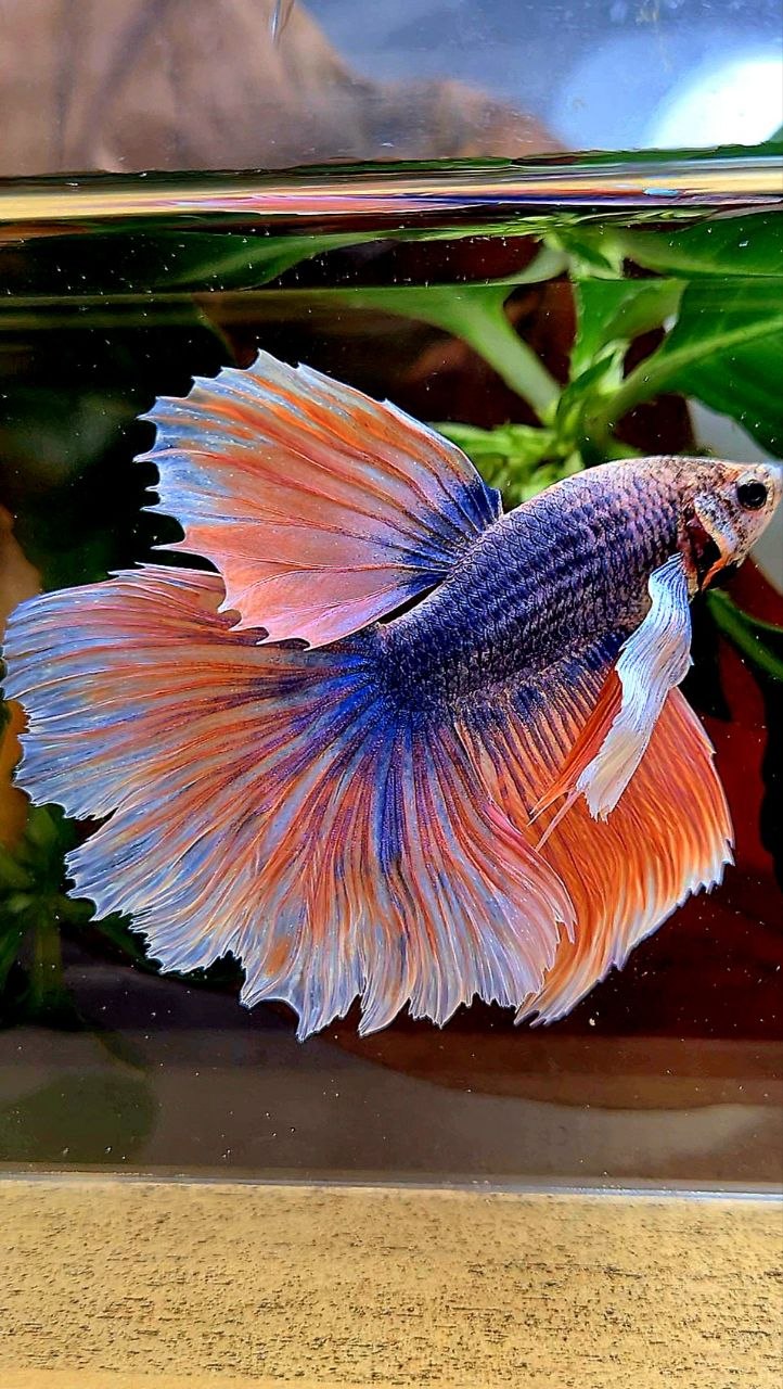 HALFMOON SUPER DUMBO EAR ROSETAIL BLUE ORANGE MASCOT BETTA FISH
