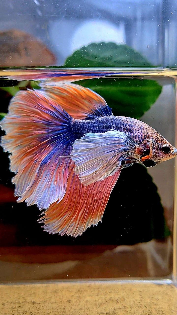 HALFMOON SUPER DUMBO EAR ROSETAIL BLUE ORANGE MASCOT BETTA FISH