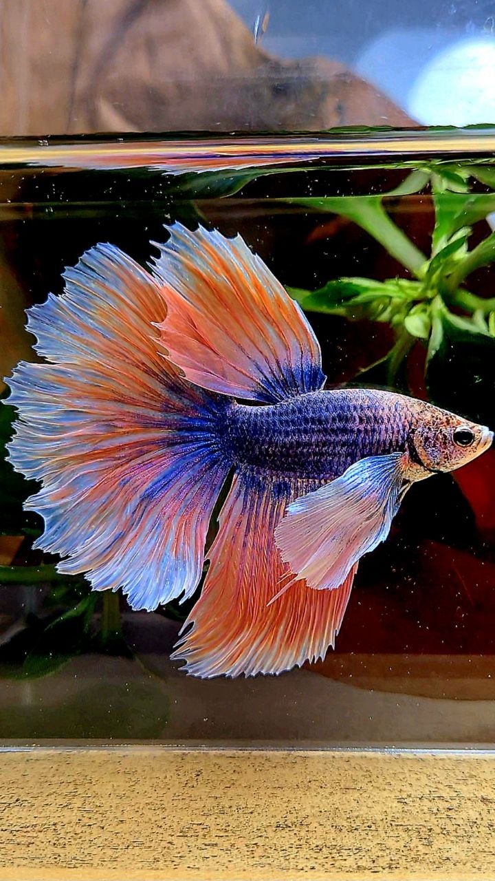 HALFMOON SUPER DUMBO EAR ROSETAIL BLUE ORANGE MASCOT BETTA FISH