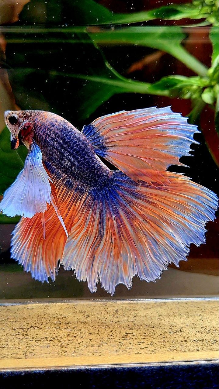 HALFMOON SUPER DUMBO EAR ROSETAIL BLUE ORANGE MASCOT BETTA FISH