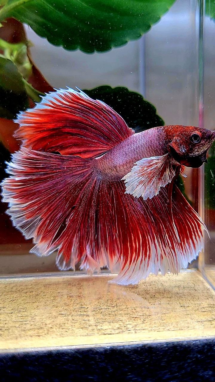 HALFMOON ROSETAIK DUMBO EAR (ONE EAR) RED LAVENDER BETTA FISH