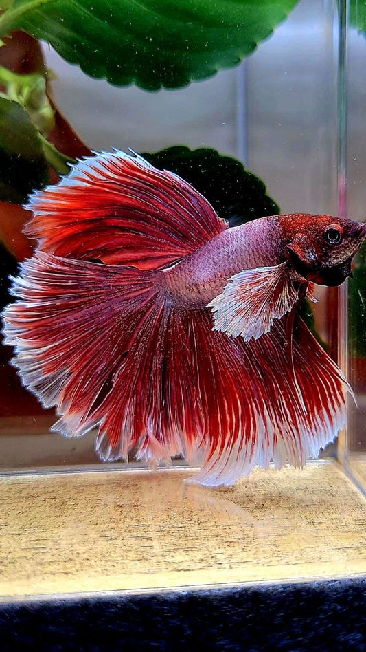 HALFMOON ROSETAIK DUMBO EAR (ONE EAR) RED LAVENDER BETTA FISH