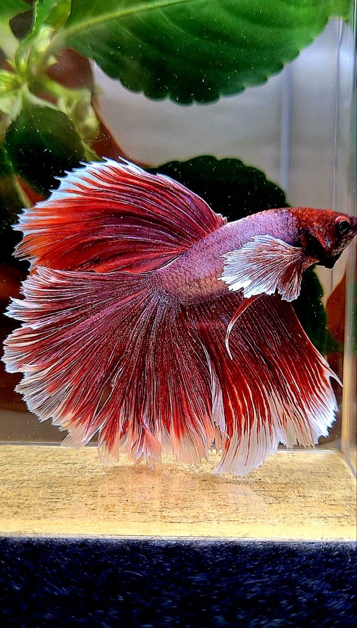 HALFMOON ROSETAIK DUMBO EAR (ONE EAR) RED LAVENDER BETTA FISH