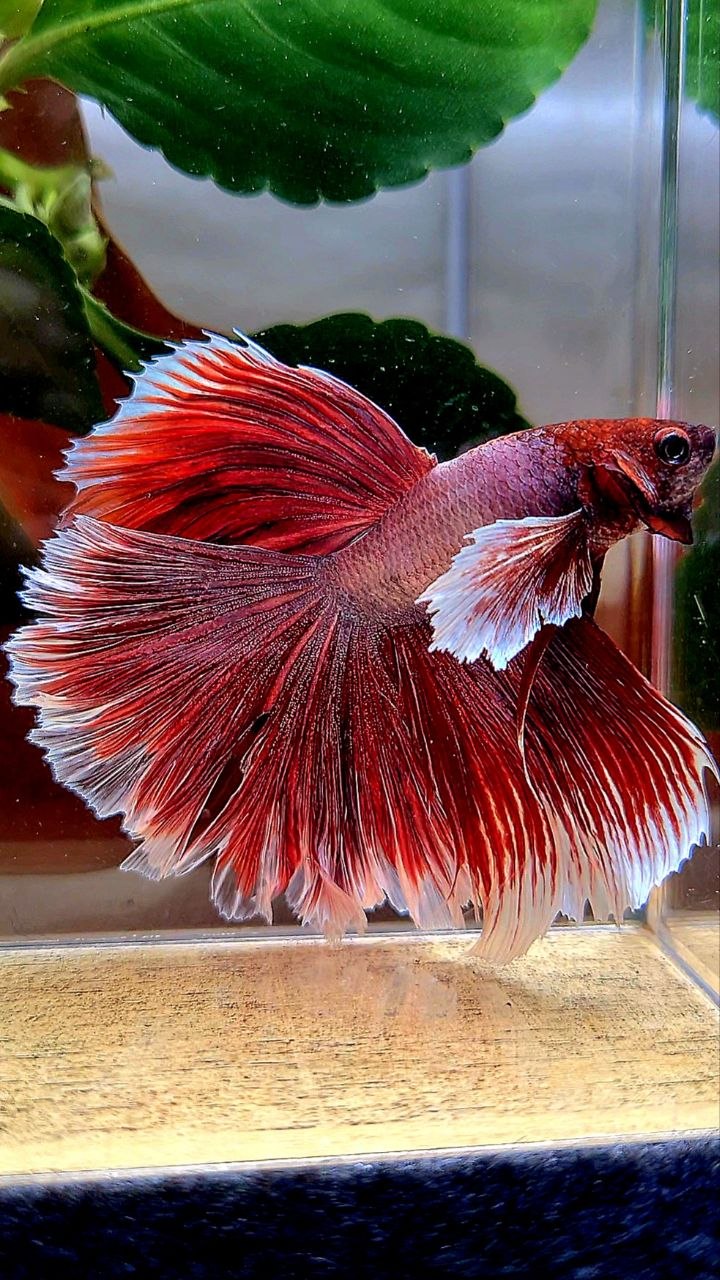 HALFMOON ROSETAIK DUMBO EAR (ONE EAR) RED LAVENDER BETTA FISH