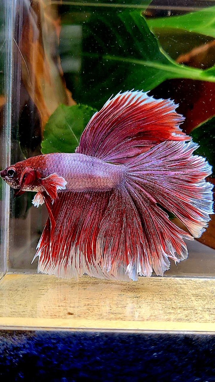 HALFMOON ROSETAIK DUMBO EAR (ONE EAR) RED LAVENDER BETTA FISH