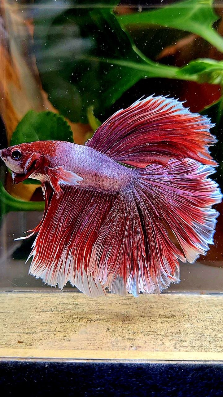 HALFMOON ROSETAIK DUMBO EAR (ONE EAR) RED LAVENDER BETTA FISH