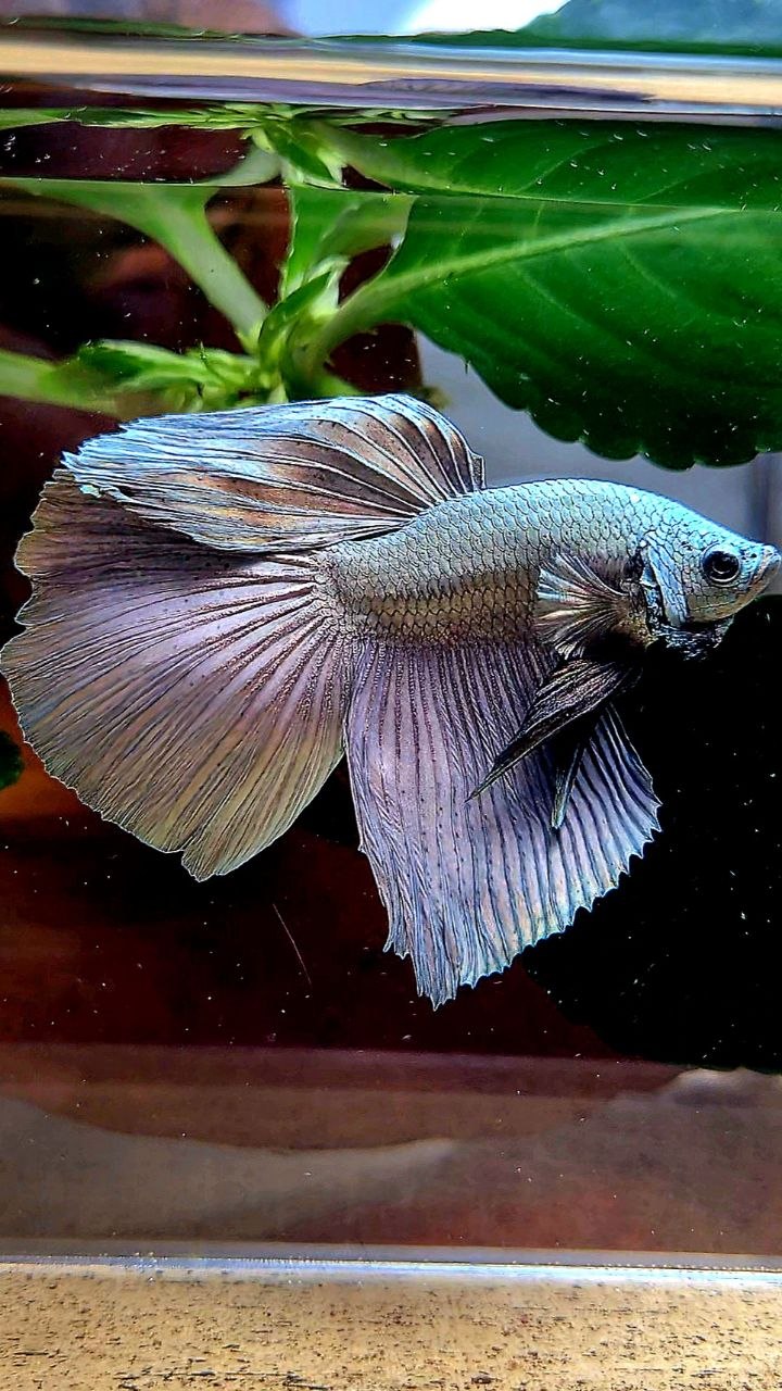 HALFMOON SUPER COPPER SOLID BETTA FISH