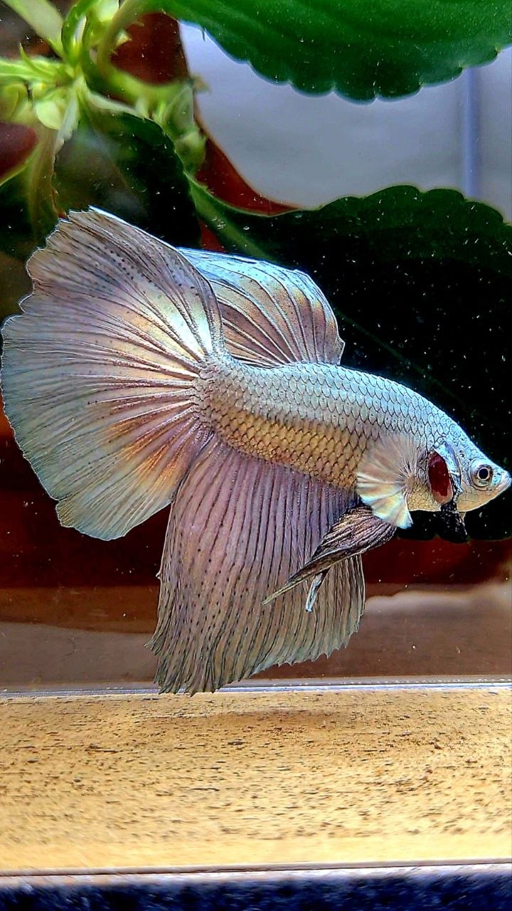 HALFMOON SUPER COPPER SOLID BETTA FISH