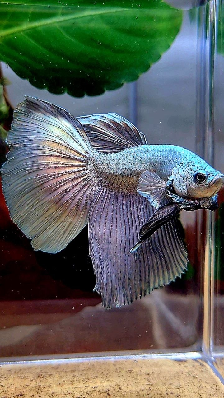 HALFMOON SUPER COPPER SOLID BETTA FISH