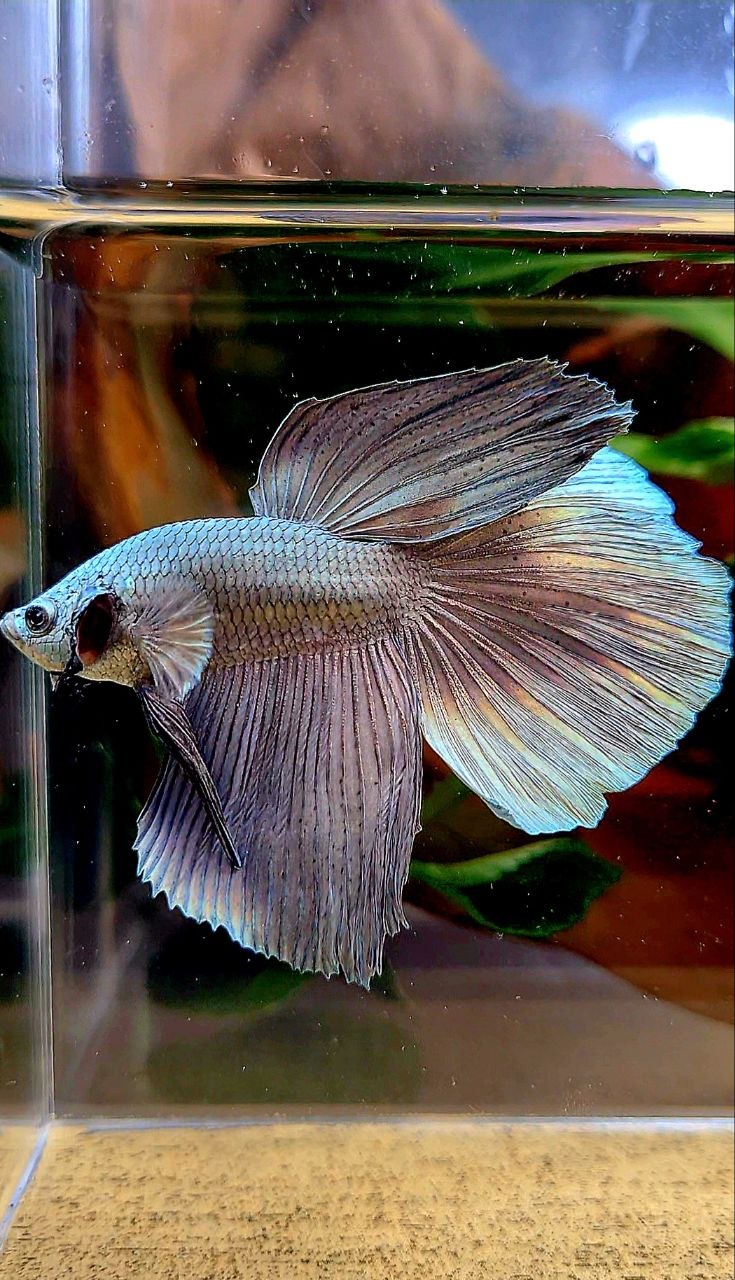HALFMOON SUPER COPPER SOLID BETTA FISH