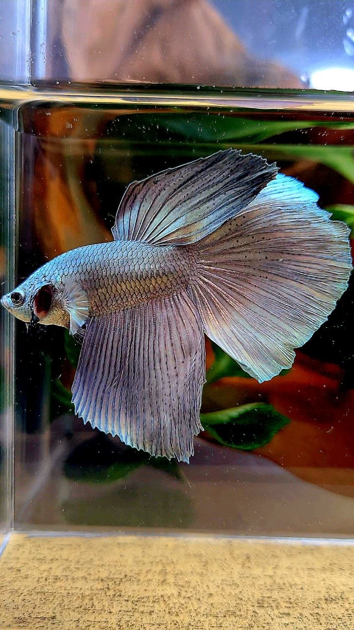 HALFMOON SUPER COPPER SOLID BETTA FISH