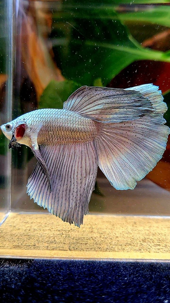 HALFMOON SUPER COPPER SOLID BETTA FISH