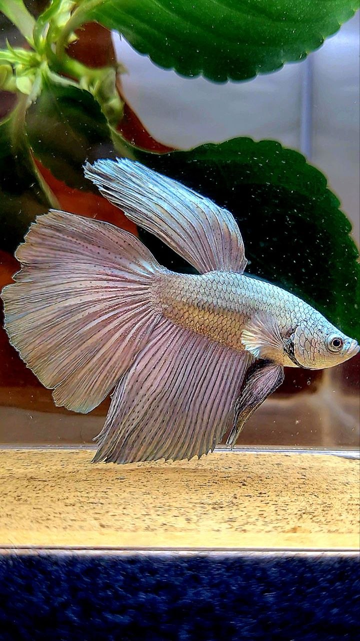 HALFMOON SUPER COPPER SOLID BETTA FISH