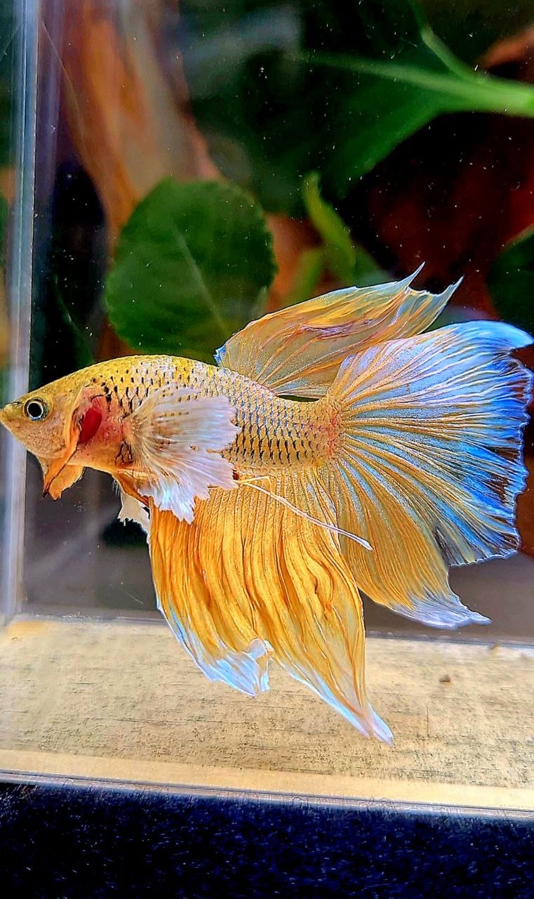 HALFMOON DUMBO EAR YELLOW PINEAPPLE BETTA FISH