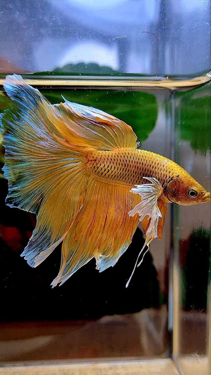 HALFMOON DUMBO EAR YELLOW PINEAPPLE BETTA FISH
