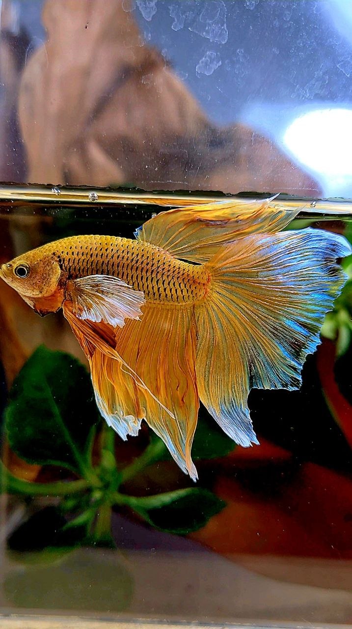 HALFMOON DUMBO EAR YELLOW PINEAPPLE BETTA FISH