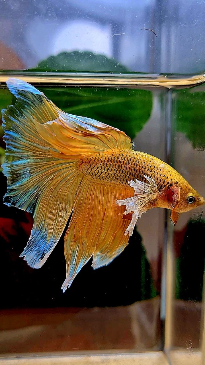 HALFMOON DUMBO EAR YELLOW PINEAPPLE BETTA FISH