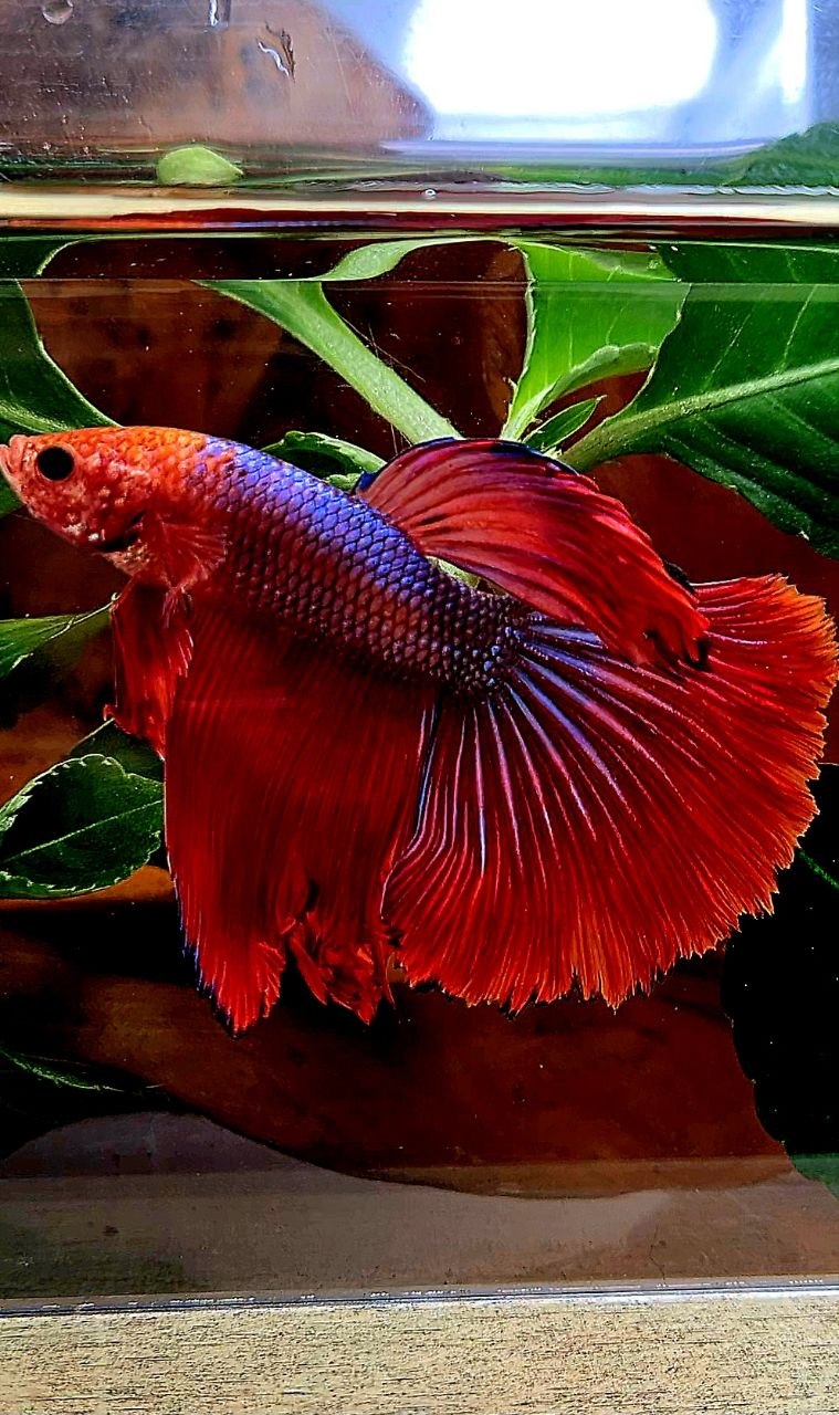 HALFMOON ROSETAIL RED FANCY BETTA FISH
