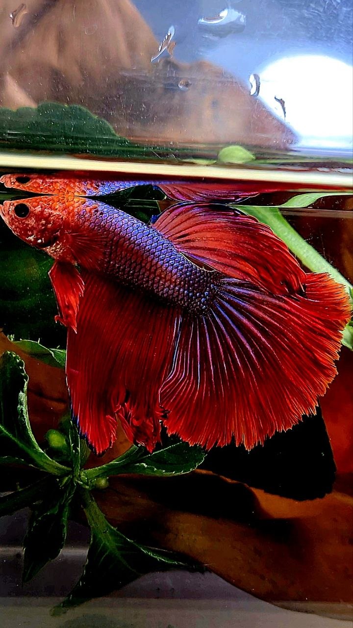 HALFMOON ROSETAIL RED FANCY BETTA FISH