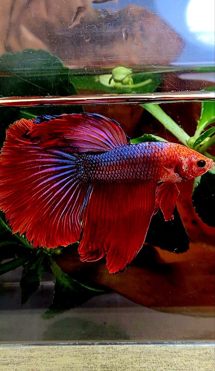 HALFMOON ROSETAIL RED FANCY BETTA FISH