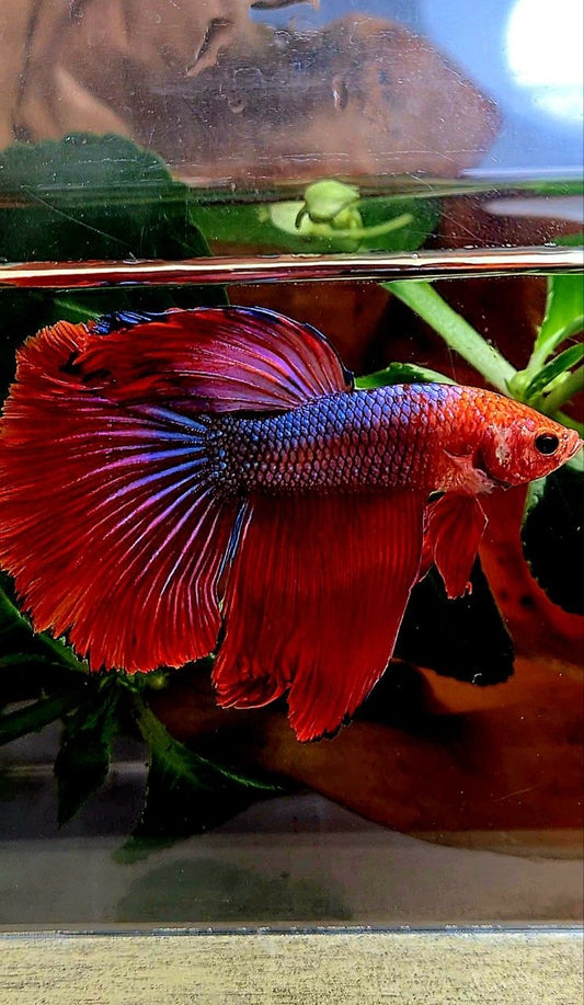 HALFMOON ROSETAIL RED FANCY BETTA FISH