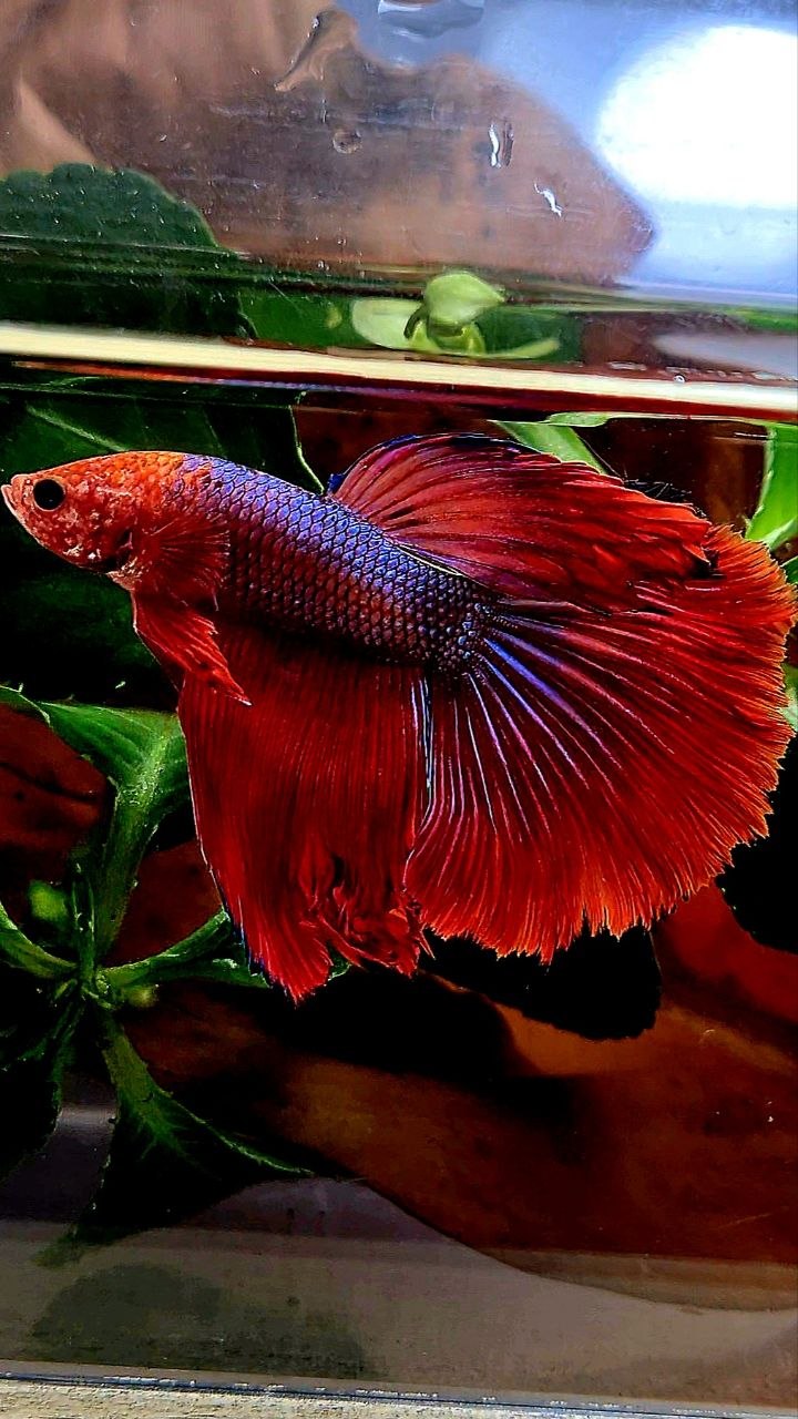 HALFMOON ROSETAIL RED FANCY BETTA FISH